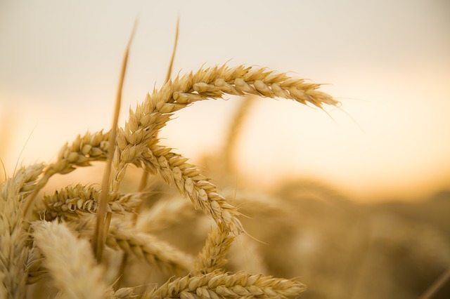 Paleo Diet - No Wheat or Grains