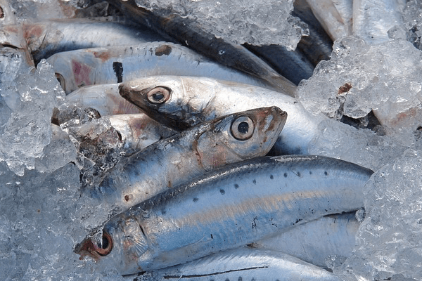 Paleo Diet - Best Fish - Sardines